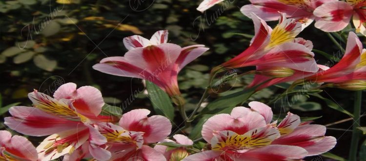 La astromelia o lirio de los Incas - Alstroemeria arantiaca -