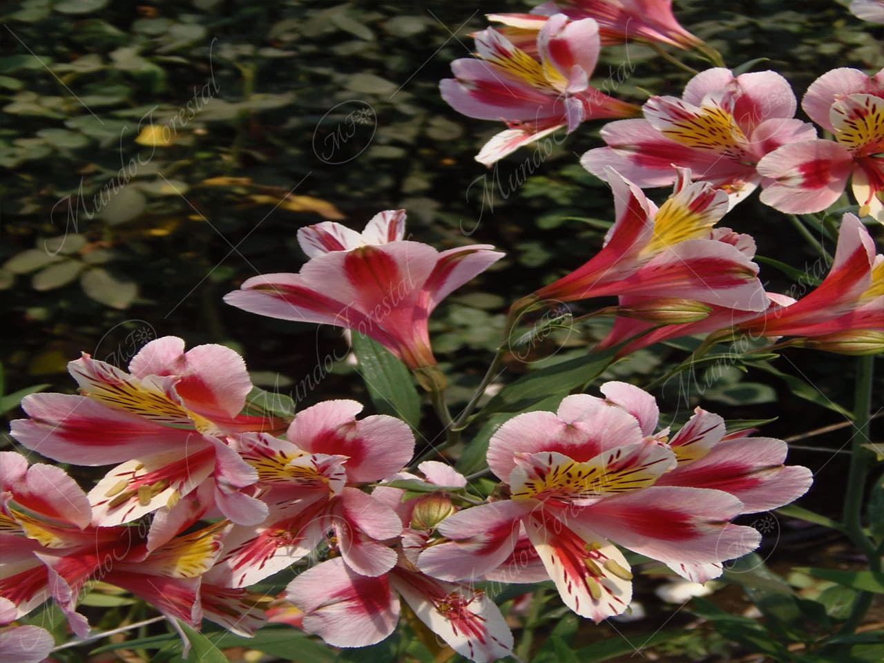 La astromelia o lirio de los Incas - Alstroemeria aurantiaca - MundoForestal