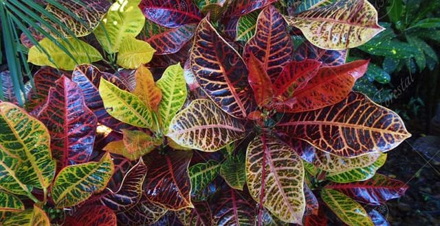 El croton - Codiaeum variegatum-