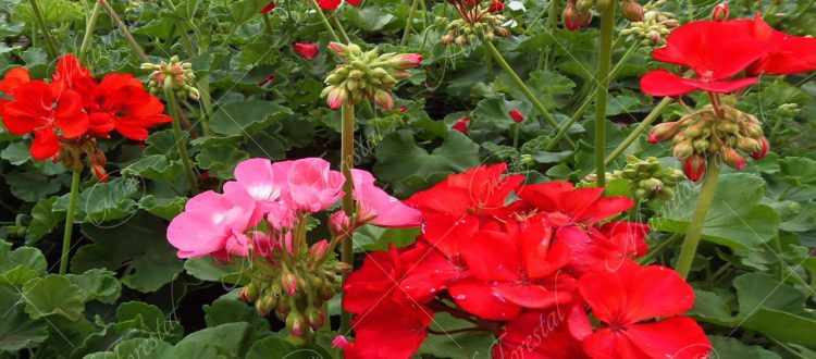 El geranio - Pelargonium x hortorum -