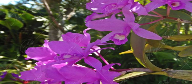 La guaria morada - Guarianthe  skinneri -