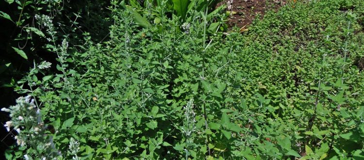 Hierba de gato - Nepeta cataria -