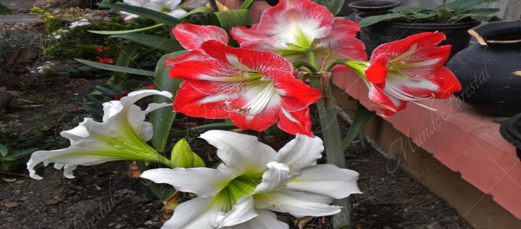 El lirio amarilis - Hippeastrum sp. -