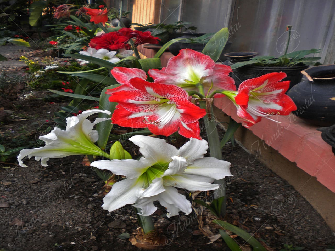 El lirio amarilis - Hippeastrum sp. - Amaryllidaceae MundoForestal