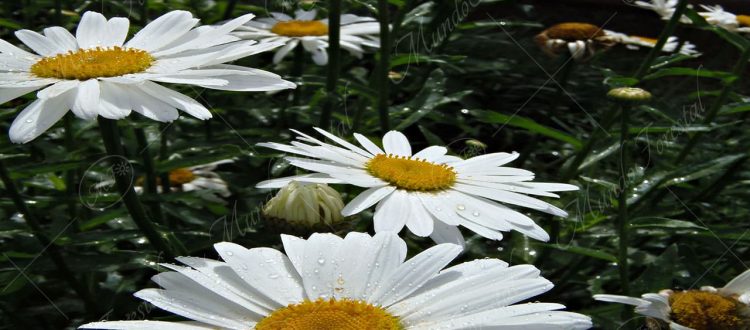 La margarita -Leucanthemom vulgare-