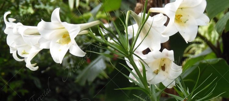 La azucena - Lilium longiflorum -