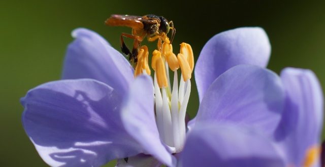 Proyecto de eco-reforestación y restauración ambiental San Lorenzo