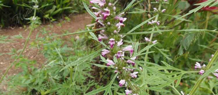 Agripalma - Leonurus cardiaca -
