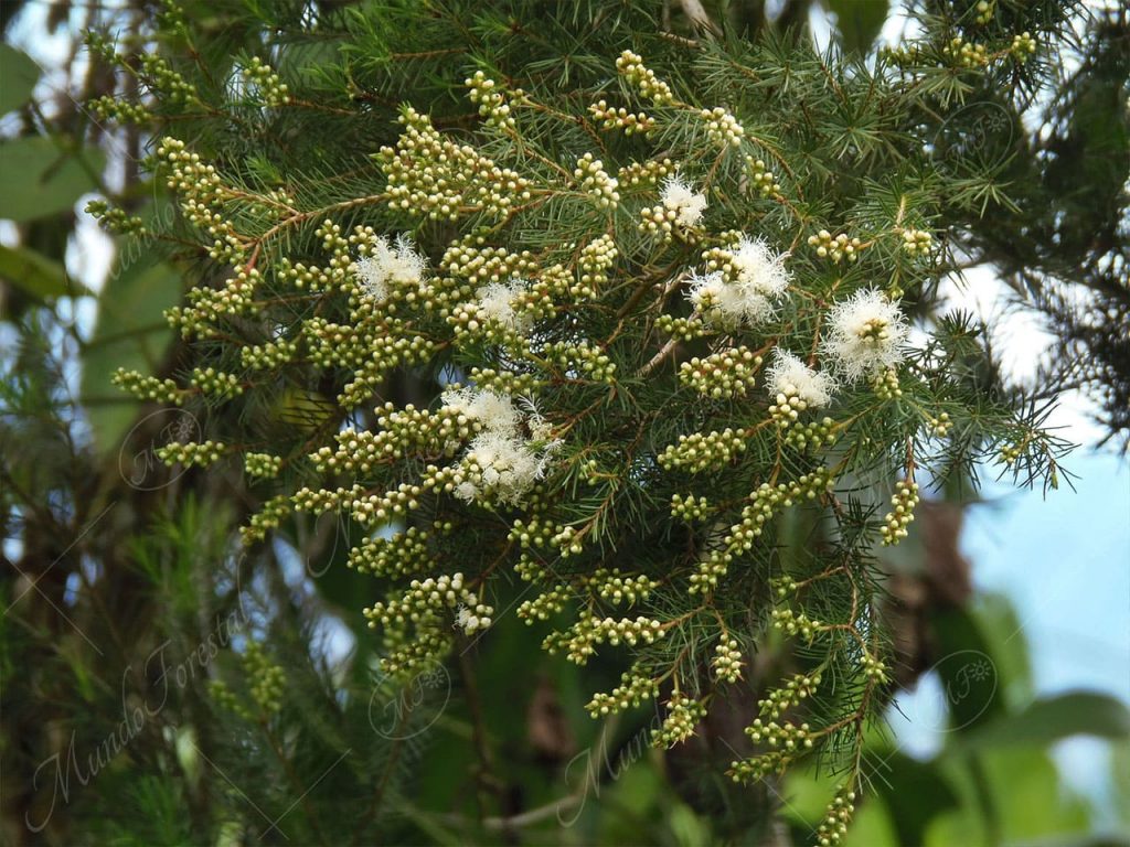 Árbol de té - Melaleuca alternifolia -