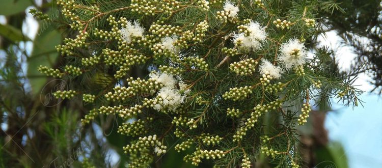 Árbol de té - Melaleuca alternifolia -