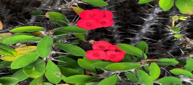 Corona de Cristo - Euphorbia splendens -