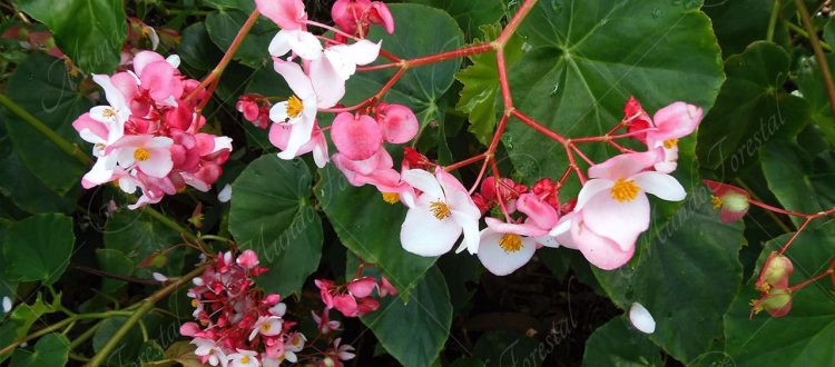 La begonia semperflorens - Begonia semperflorens -