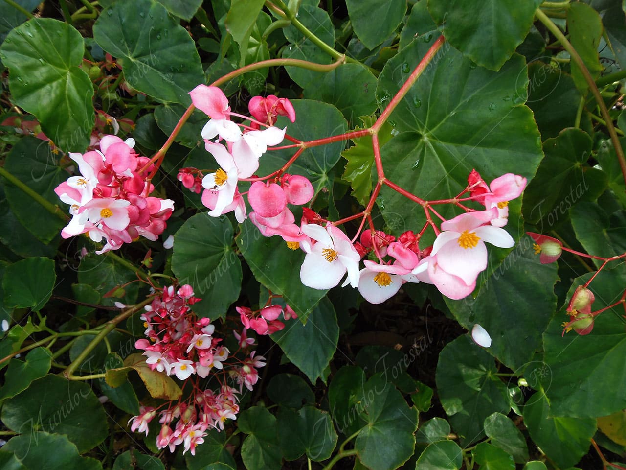 La begonia semperflorens - Begonia semperflorens - MundoForestal