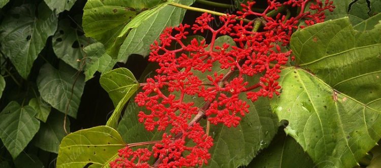 Bejuco de cera - Cissus biformifolia -