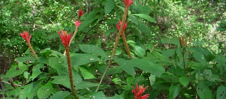 El camaroncillo silvestre - Aphelandra scabra -