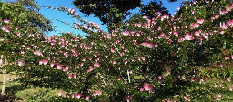 La canastilla - Calliandra surinamensis -