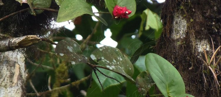 Cavendisia orquídea - Cavendishia complectens -
