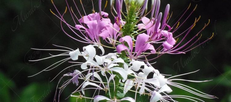 Flor araña o cleome - Tarenaya hassleriana-