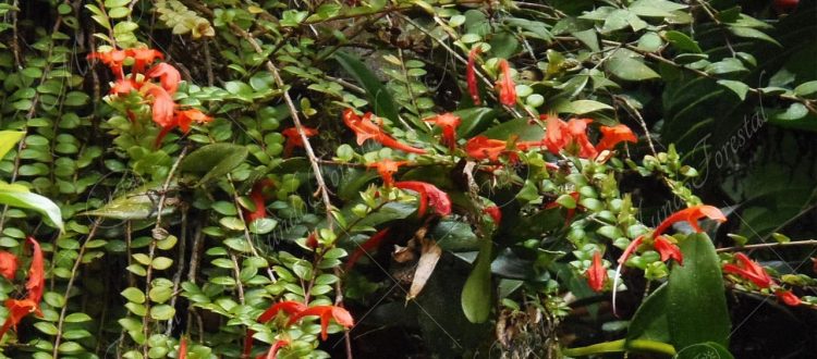 Cortinas o columnea - Columnea microcalyx -