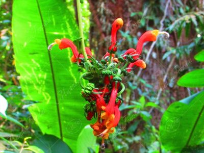 Flor de flamenco - Centropogon granulosus -