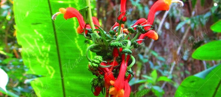 Flor de flamenco - Centropogon granulosus -