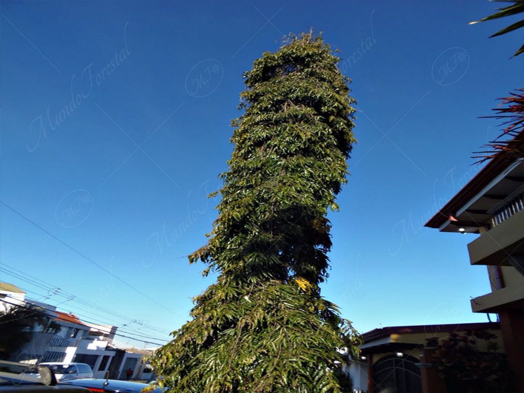 El pino hindú - Polyalthia longifolia -
