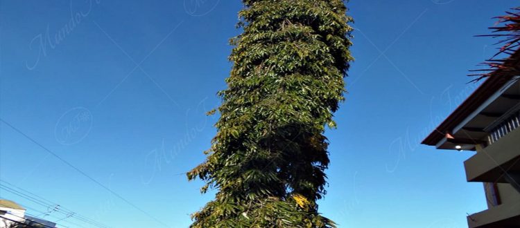 El pino hindú - Polyalthia longifolia -