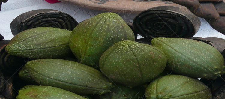El tacaco - Sechium tacaco -