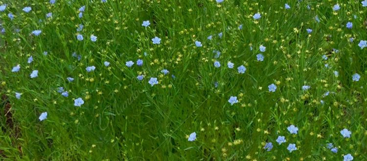 La linaza - Linum usitatissimum -