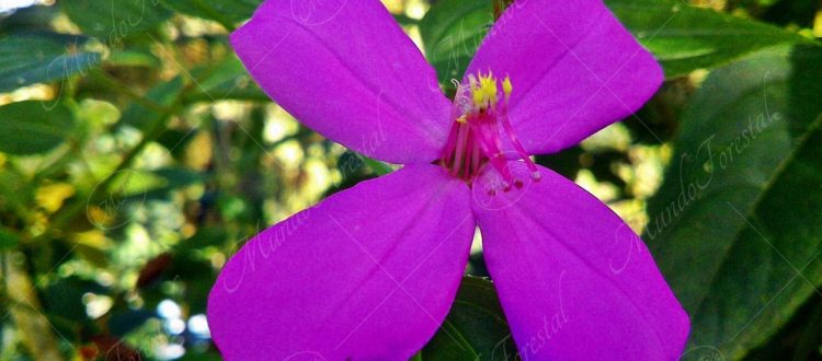 No me toques o nazarenillo - Arthrostemma ciliatum -