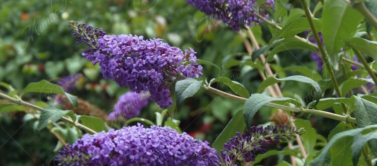 Lilo o arbusto mariposa - Buddleja davidii -