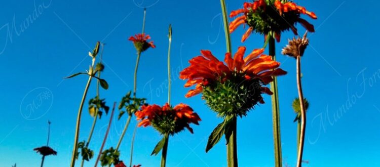 Cola de león - Leonotis leonurus -