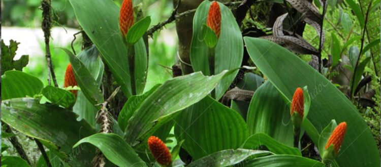 Orquídea dorada- Elleanthus hymenophorus-