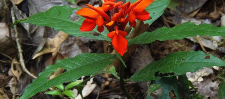 Platanilla de montaña - Aphelandra aurantiaca -