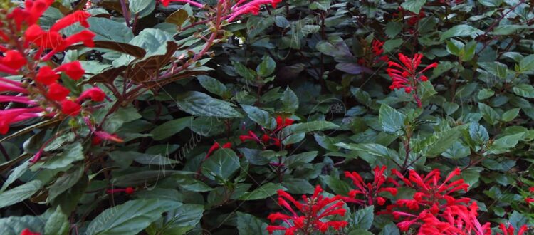 Plectrantus rojo o escutelaria - Scutellaria longifolia -