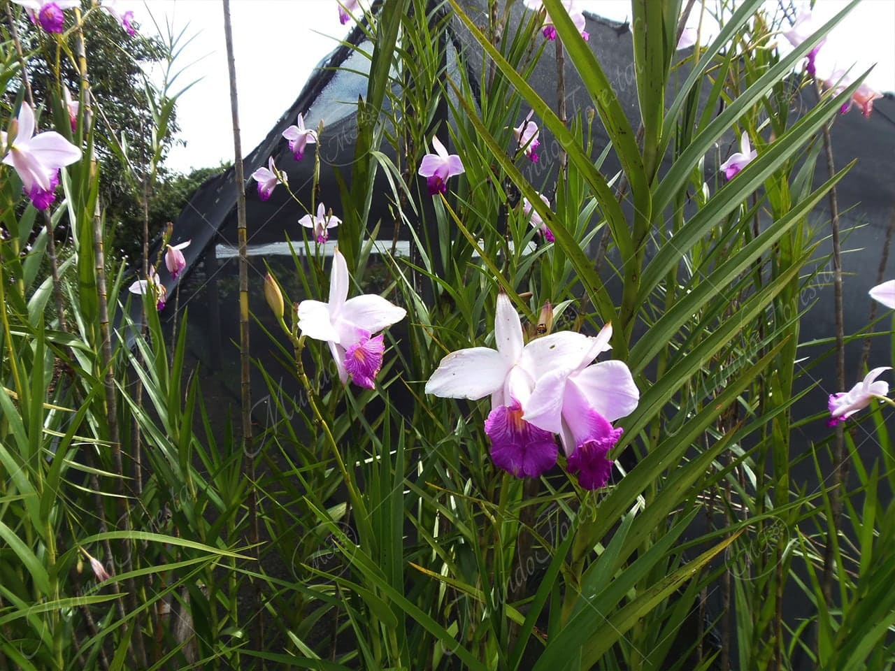 La orquídea bambú - Arundina graminifolia - MundoForestal