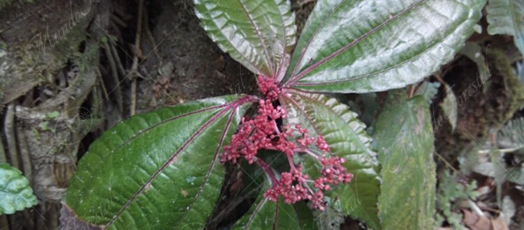 La garrapatilla silvestre -Pilea pteropodon -