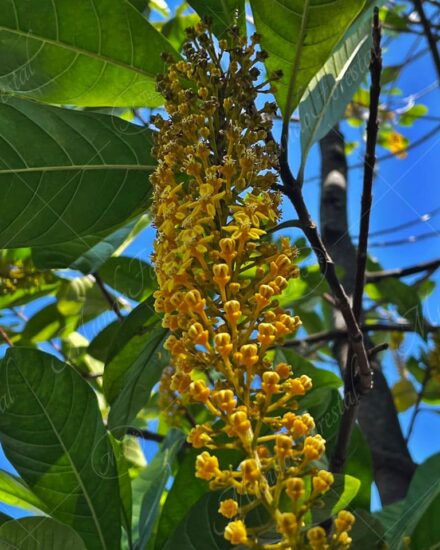 Cadena de oro - Lophanthera lactescens -