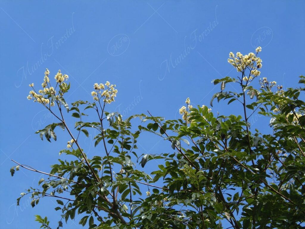 Carboncillo guayacán - Acosmium panamense -