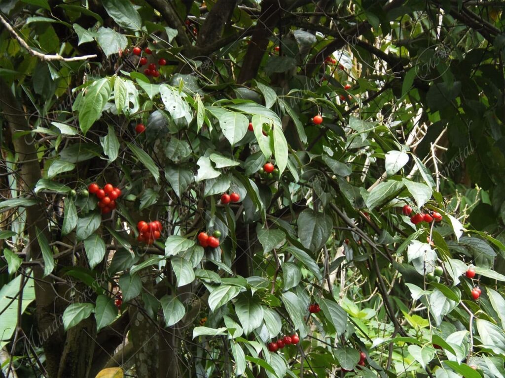 Muñeco - Cordia collococca -