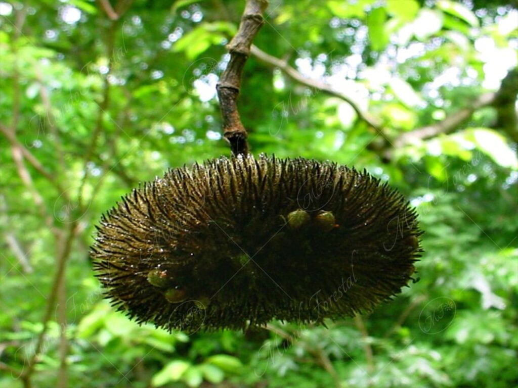 Peine de mico -Apeiba tibourbou -