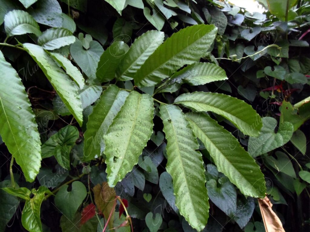 Cascuá o huesillo - Cupania glabra -