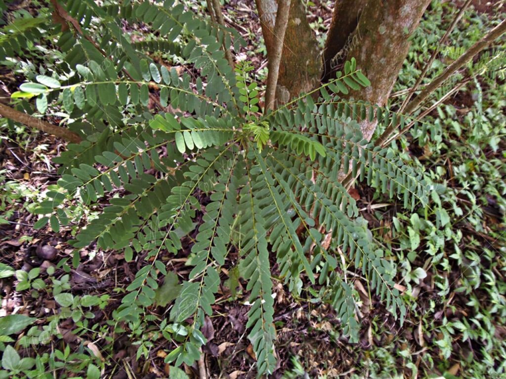 Cola de ardilla -Alvaradoa amorphoides -