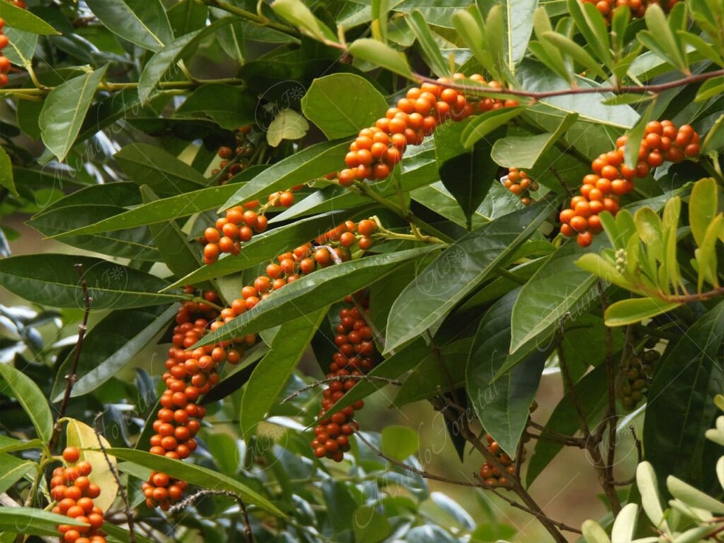 Dama caudatum - Citharexylum caudatum -
