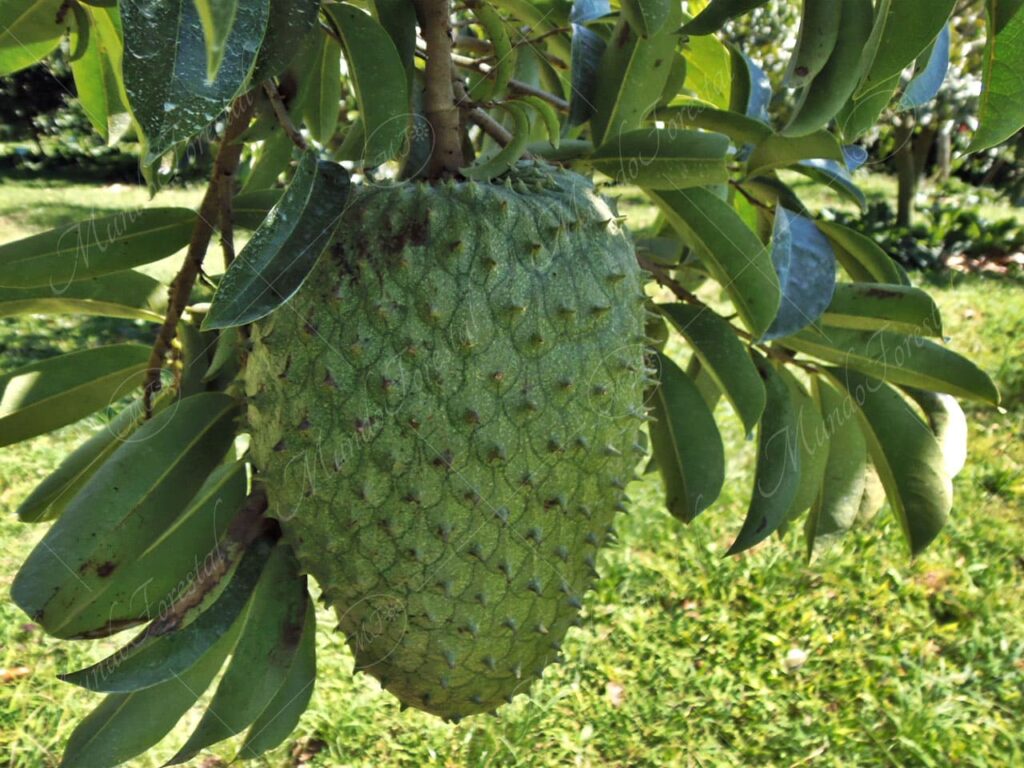 Guanábana - Annona muricata -