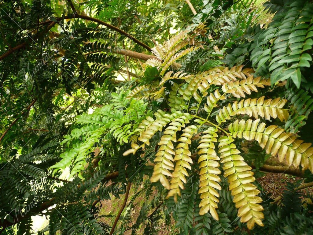 Lorito de altura - Cojoba costaricensis -