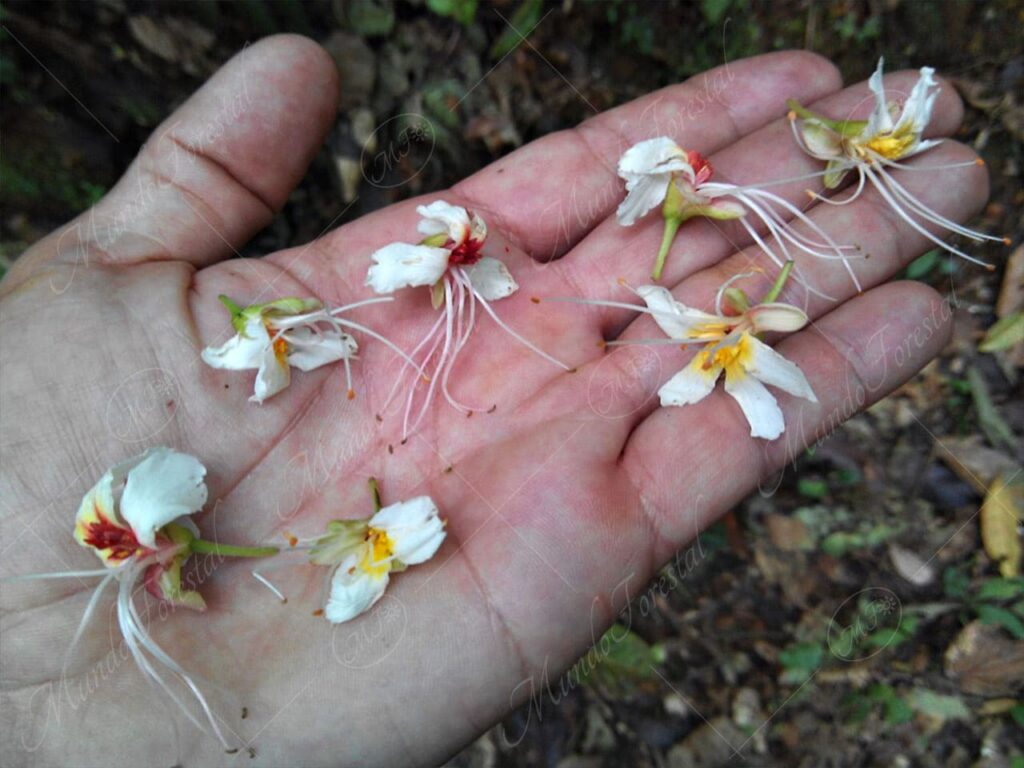 Cucaracho o cucaracho blanco - Billia rosea -