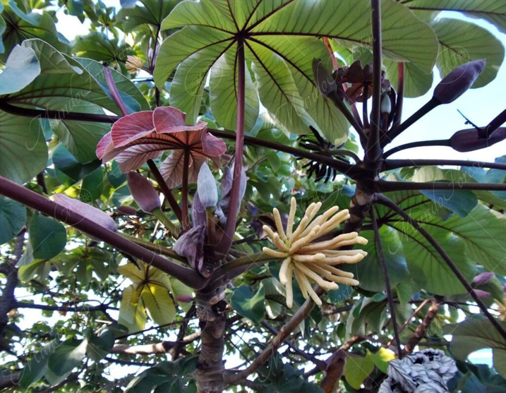 Guarumo o guarumo colorado - Cecropia obtusifolia .