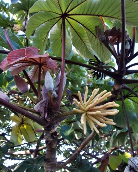 Guarumo o guarumo colorado - Cecropia obtusifolia .