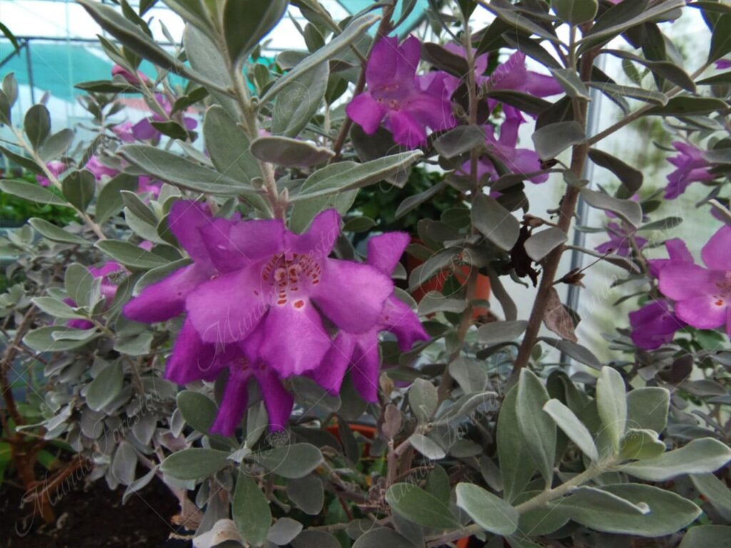 Texas - Leucophyllum frutescens -